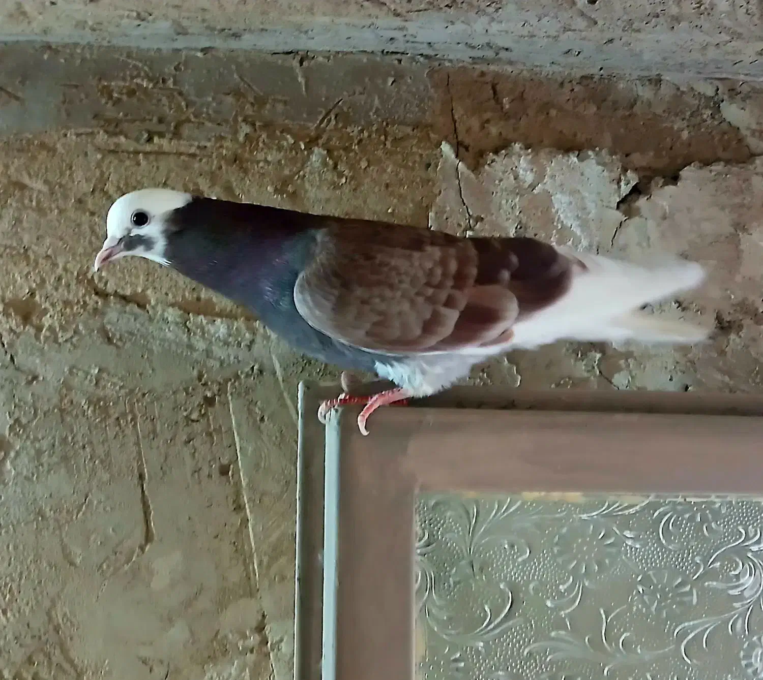 کفتر ماده|پرنده|دلیجان, |دیوار