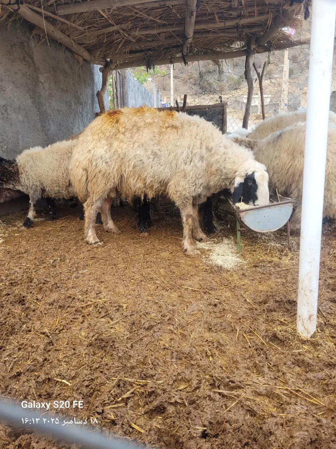 شک ورن|حیوانات مزرعه|سیروان, |دیوار