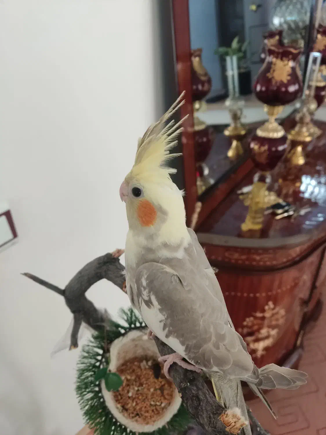 پرنده|پرنده|مرند, |دیوار