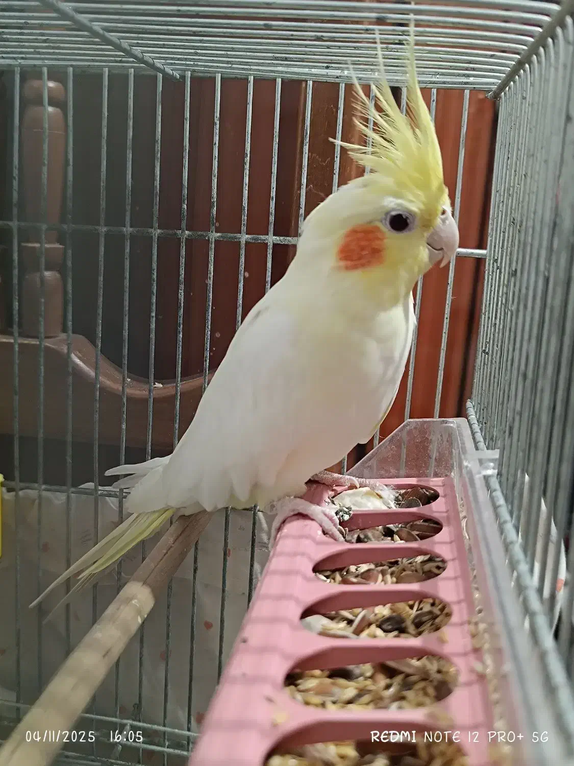 عروس هلندی رام و دستی|پرنده|آستارا, |دیوار