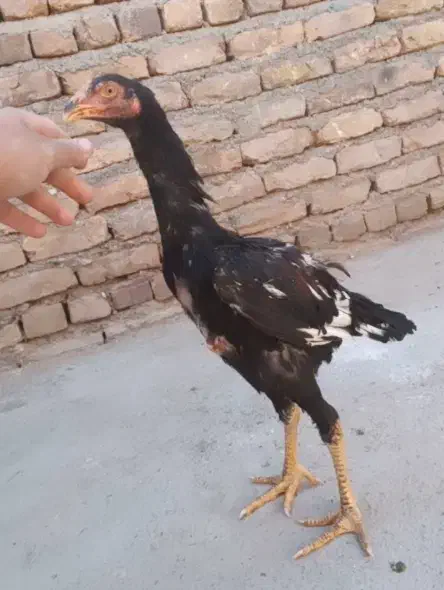 جوجه خروس لاری درجه یک|حیوانات مزرعه|نصر آباد, |دیوار