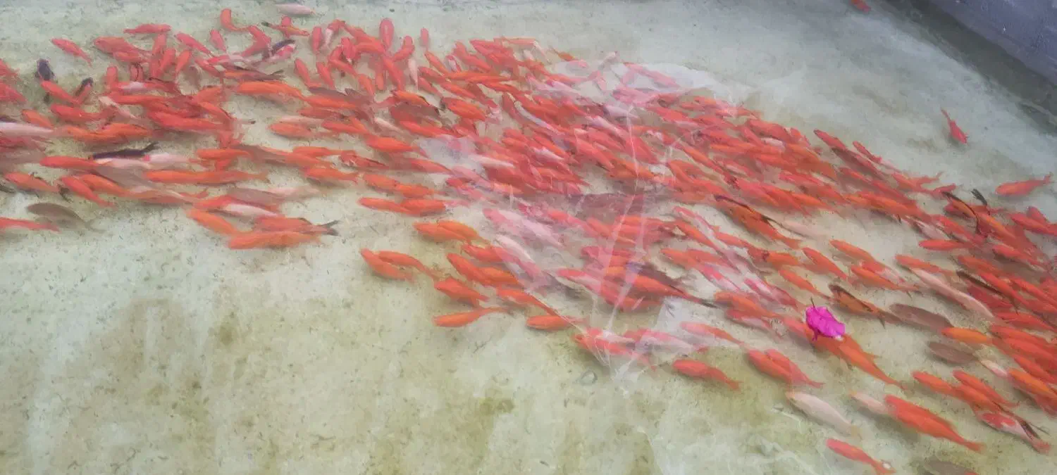 ماهی قرمز|ماهی|چالوس, |دیوار