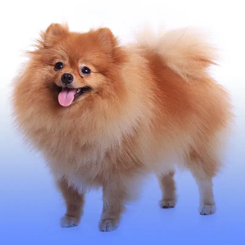 سگ گم شده|حیوانات|تبریز, |دیوار