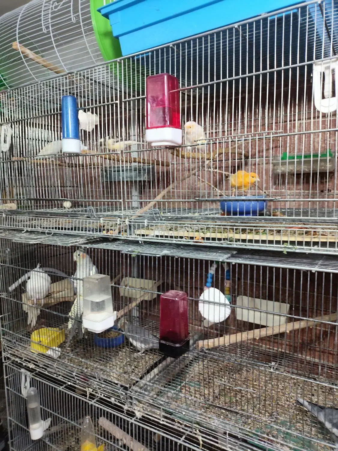 عروس هلندی تک و جفت و مولد موجود است|پرنده|بومهن, |دیوار