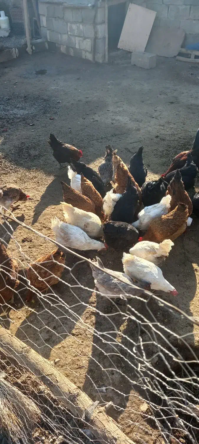 مرغ جوان|حیوانات مزرعه|انزل, |دیوار