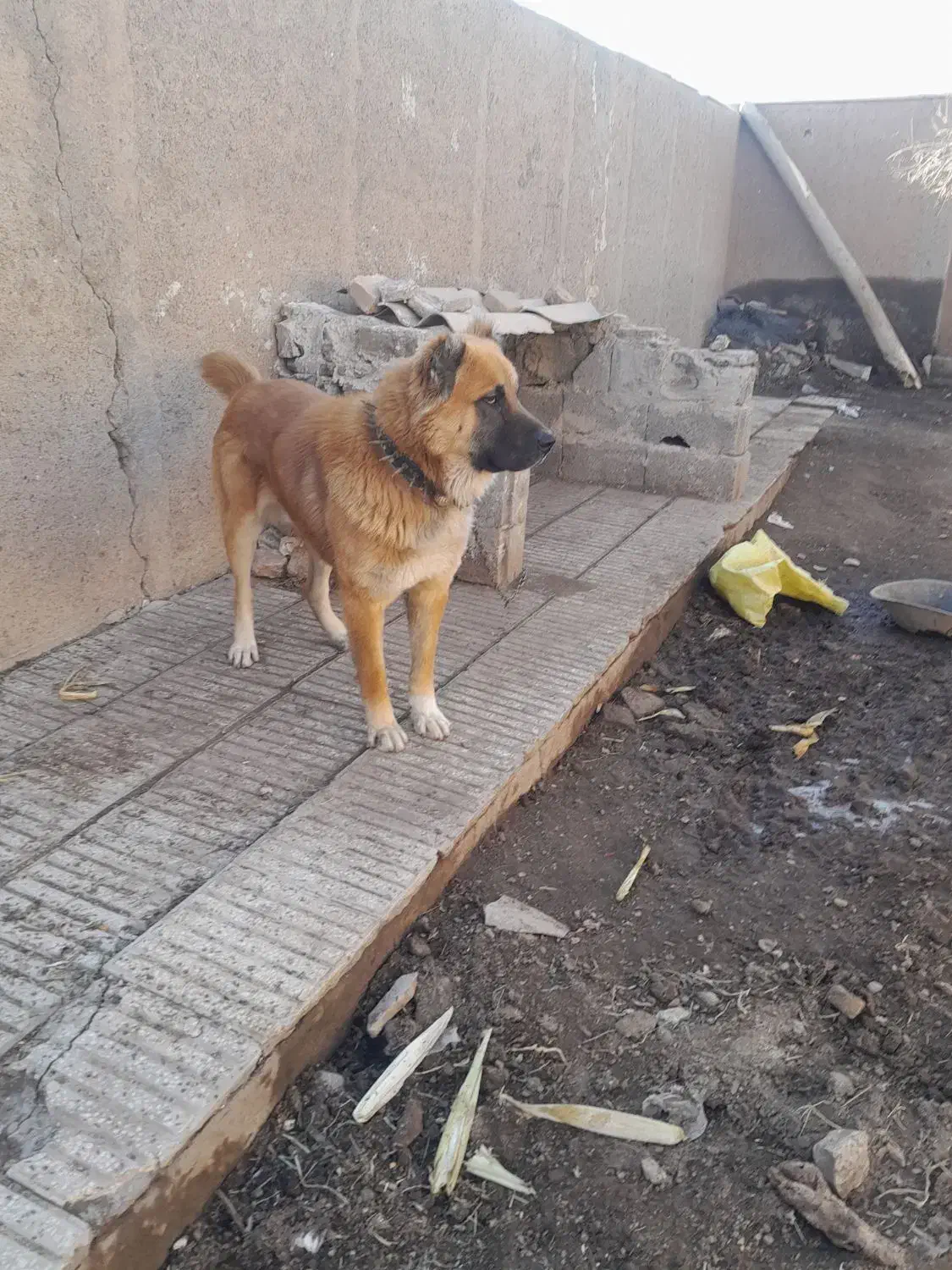 سگگ|سگ|باشتین, |دیوار