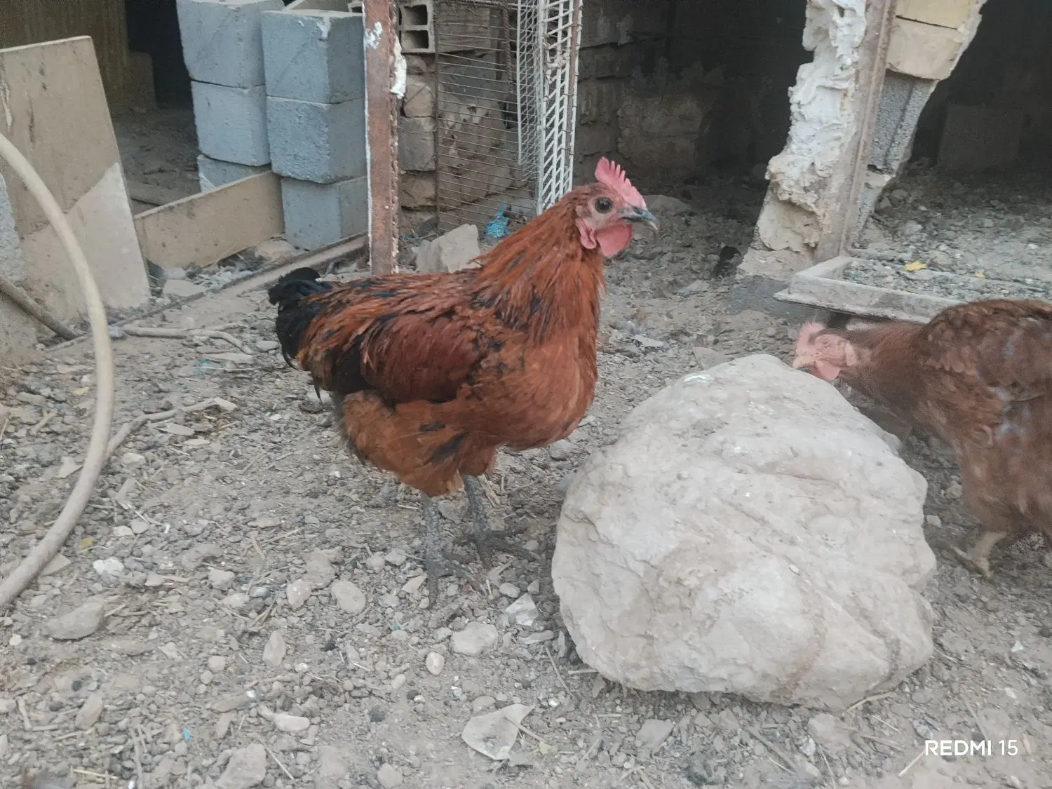 مرغ|حیوانات مزرعه|سمنان, |دیوار
