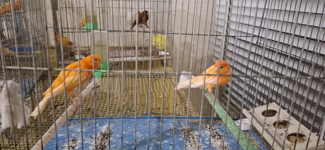 قناری سرخ|پرنده|زیباشهر, |دیوار