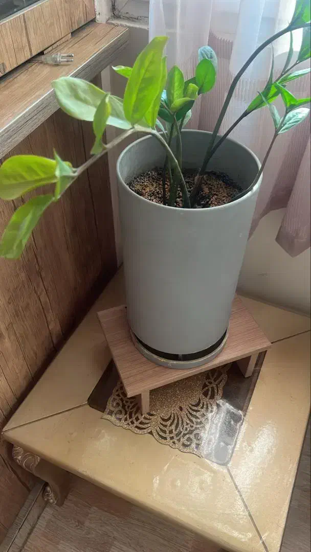 گل   زاموفیلیا۳۵۰  و پتوس ۲۵۰سرامیکی زیبا|گل و گیاه طبیعی|قم, چهل اختران|دیوار