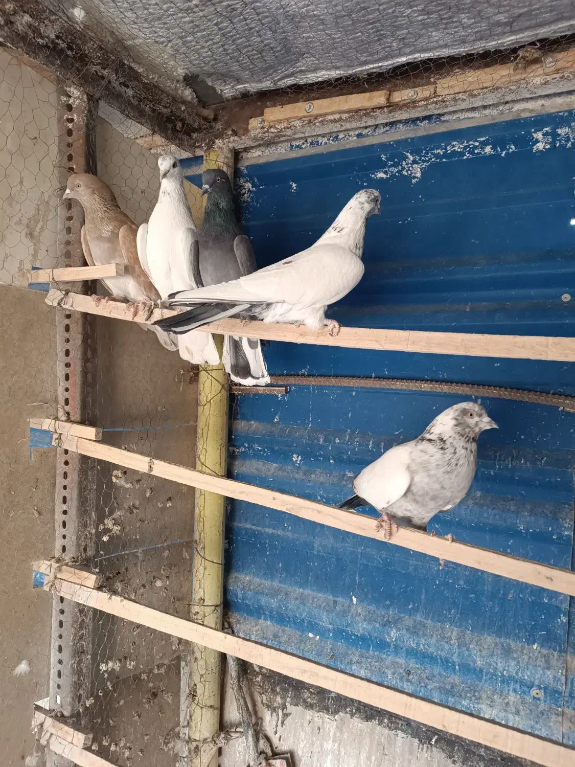 کبوتر فروشی شخصی ۵ عدد قیمت توافقی|پرنده|سمنان, |دیوار