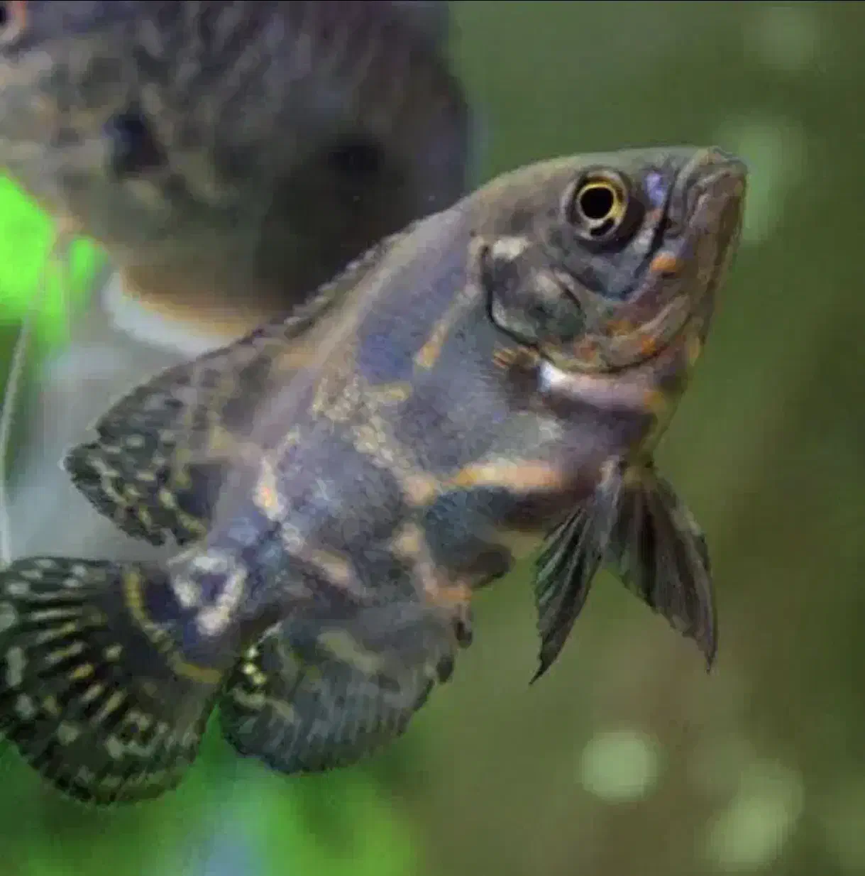 پمب  هوای سالونی آکواریوم|ماهی|قائم‌شهر, |دیوار