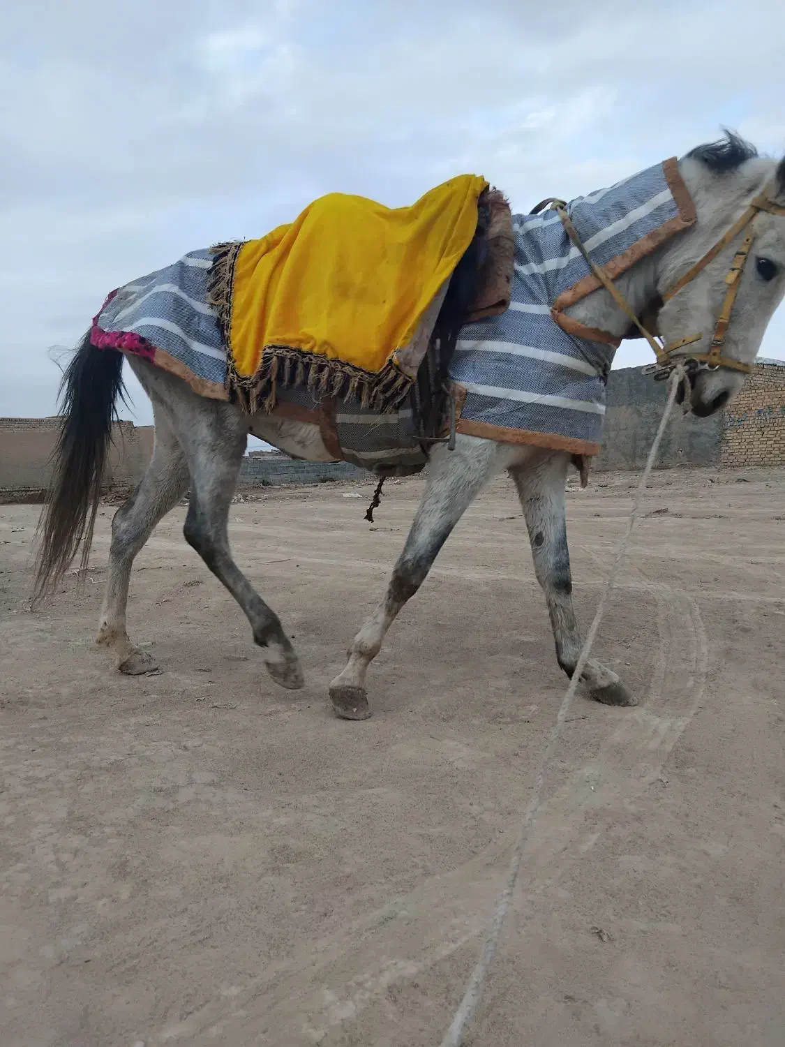 اسب مادیون|اسب و تجهیزات اسب‌سواری|قوچان, |دیوار