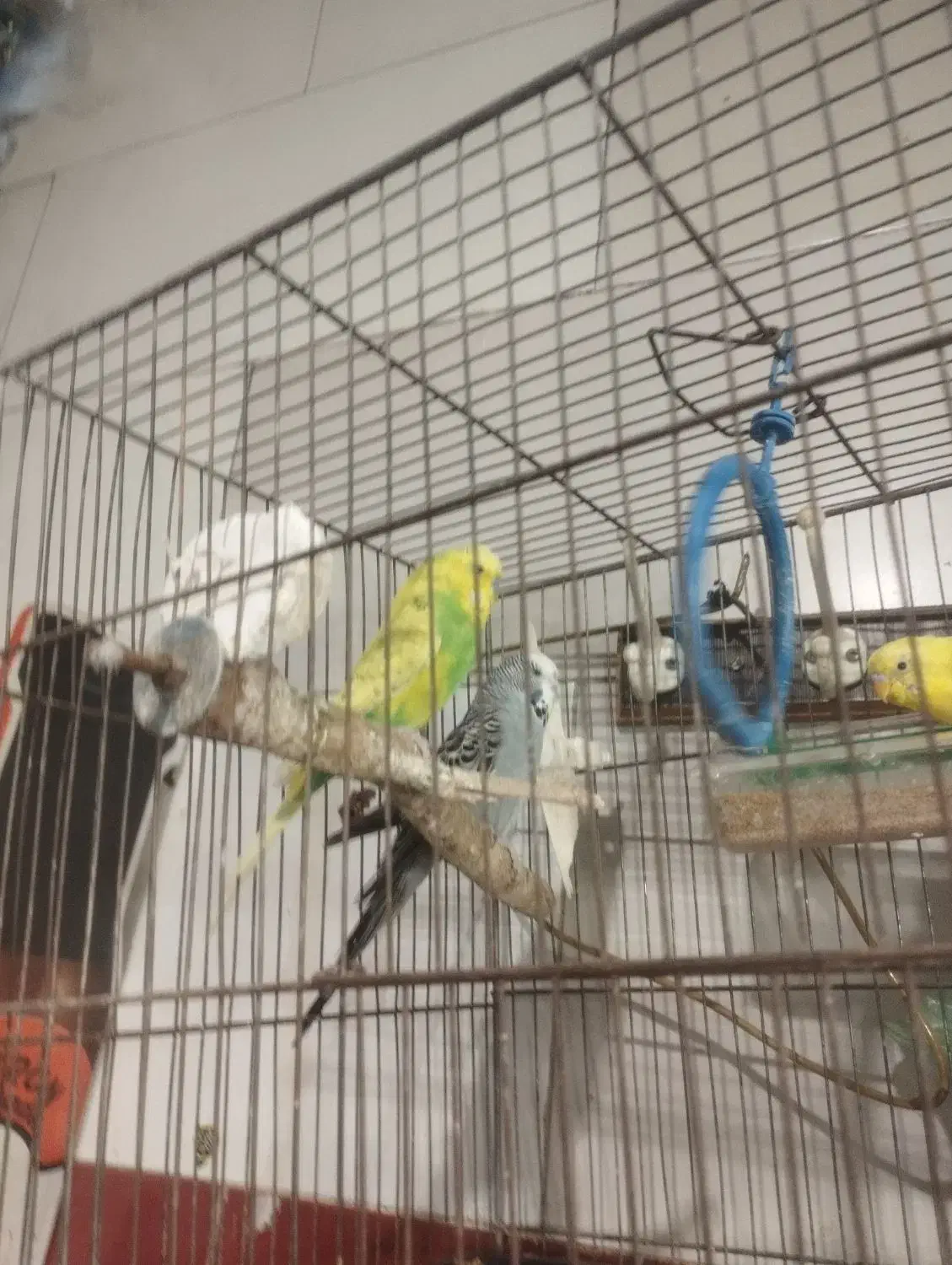 مرغ عشق|پرنده|قزوین, |دیوار