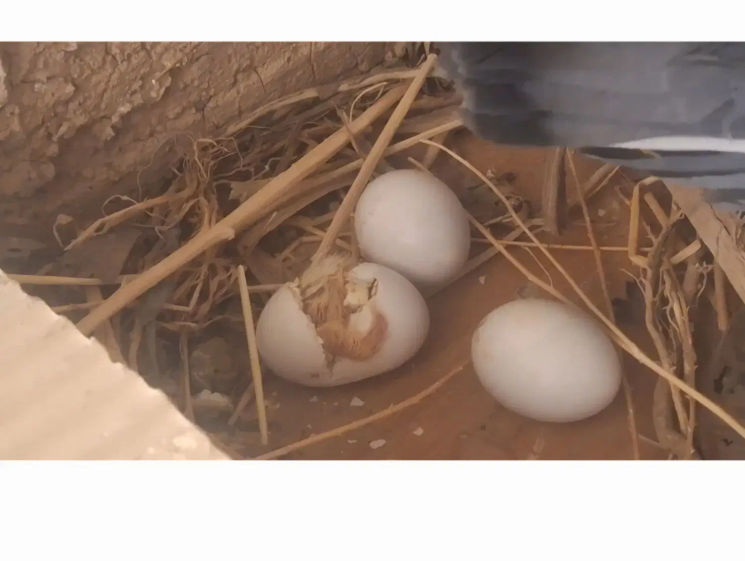 کبوترهای کینگ مولد و تخمگذار|پرنده|خمینی‌شهر, |دیوار