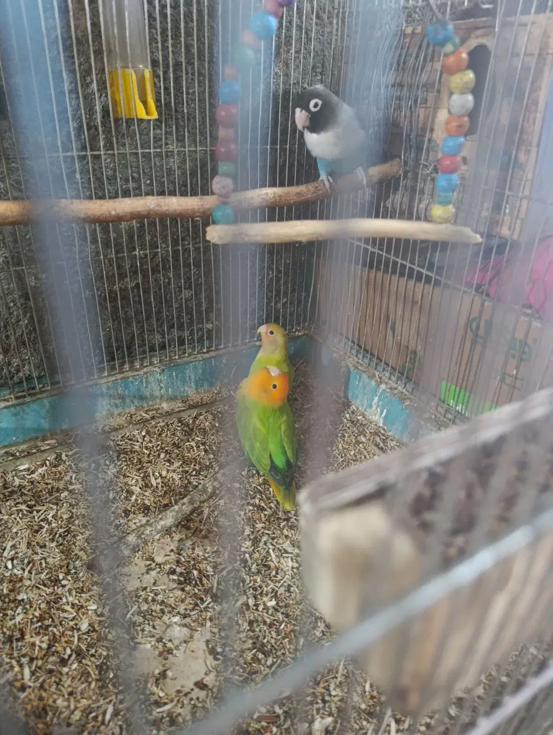 چهار تا کوتوله با تخم|پرنده|فیروزآباد (فارس), |دیوار