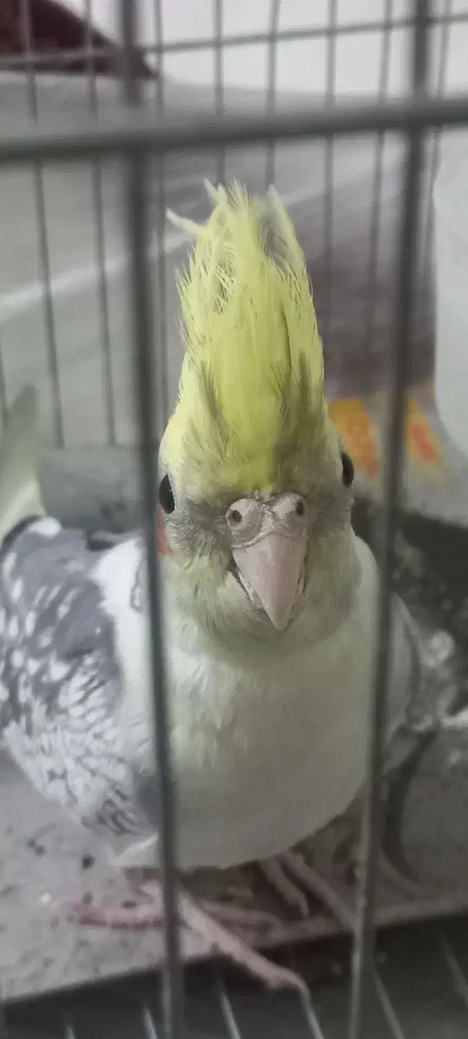 عروس هلندی|پرنده|پاکدشت, پاکدشت (مامازند)|دیوار