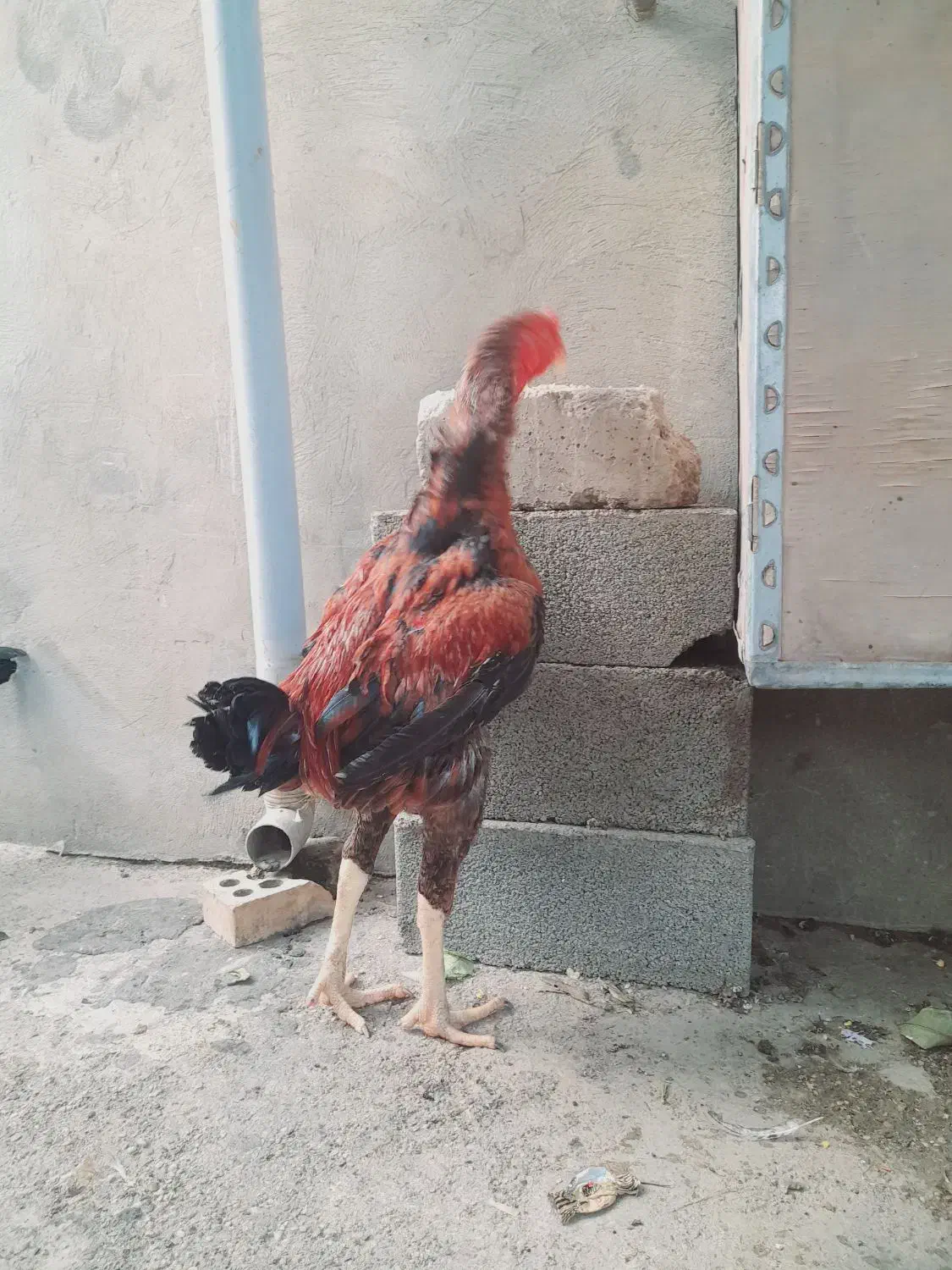 خروس لاری افغان|حیوانات مزرعه|تاتار علیا, |دیوار