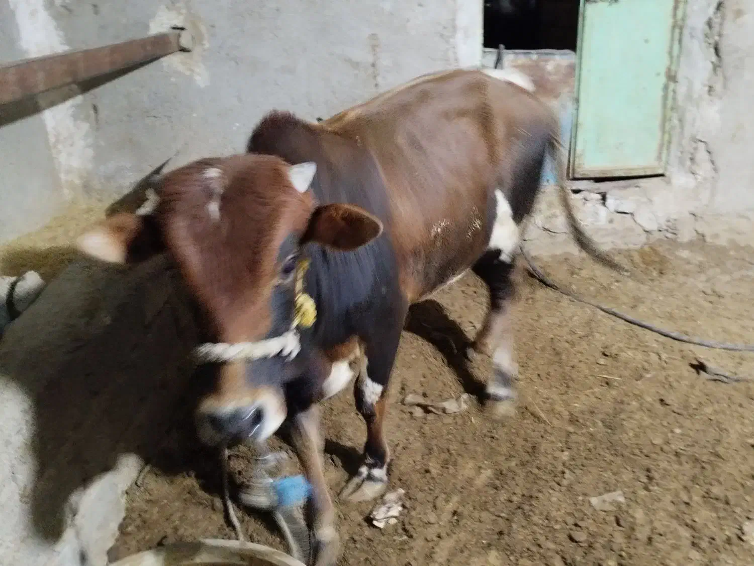 گوساله چاق نر|حیوانات مزرعه|زهک, |دیوار