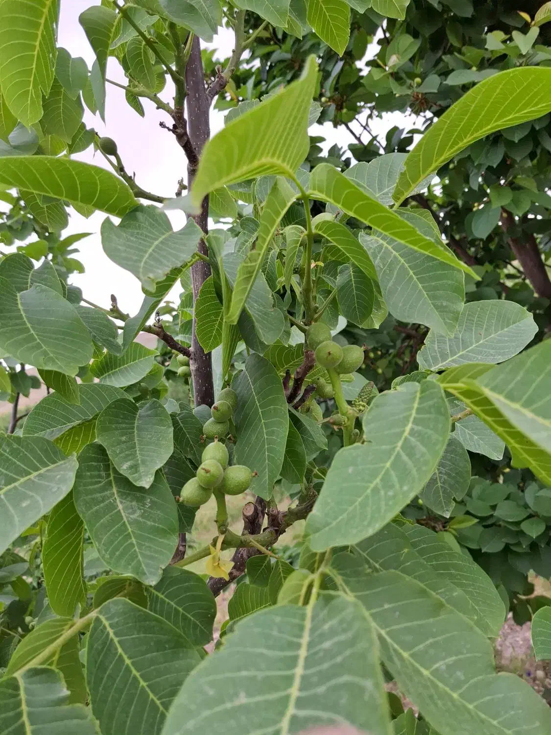 نهال گردوی محلی درجه یک|خدمات باغبانی و درختکاری|مراغه, |دیوار