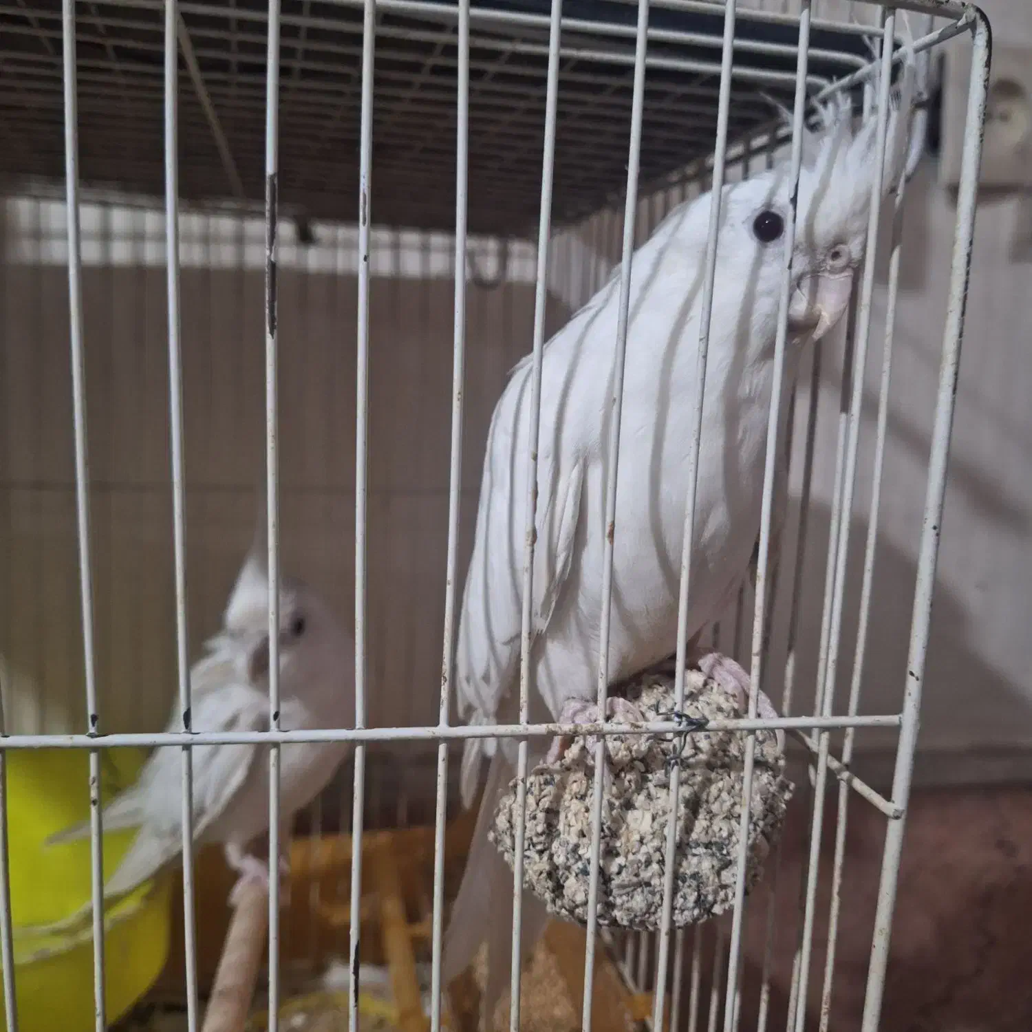 یک جفت کوتوله برزیلی مولد دو جفت عروس هلندی مولد|پرنده|مشهد, طلاب|دیوار