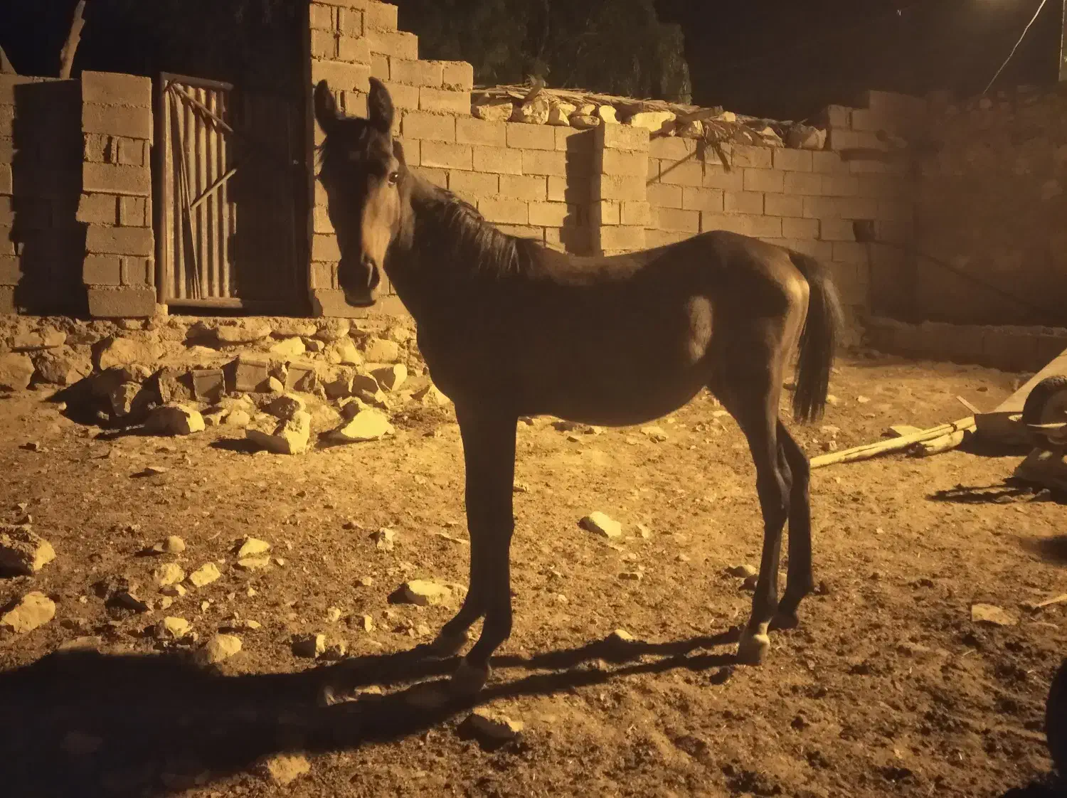 مادیون|اسب و تجهیزات اسبسواری|بهبهان, |دیوار