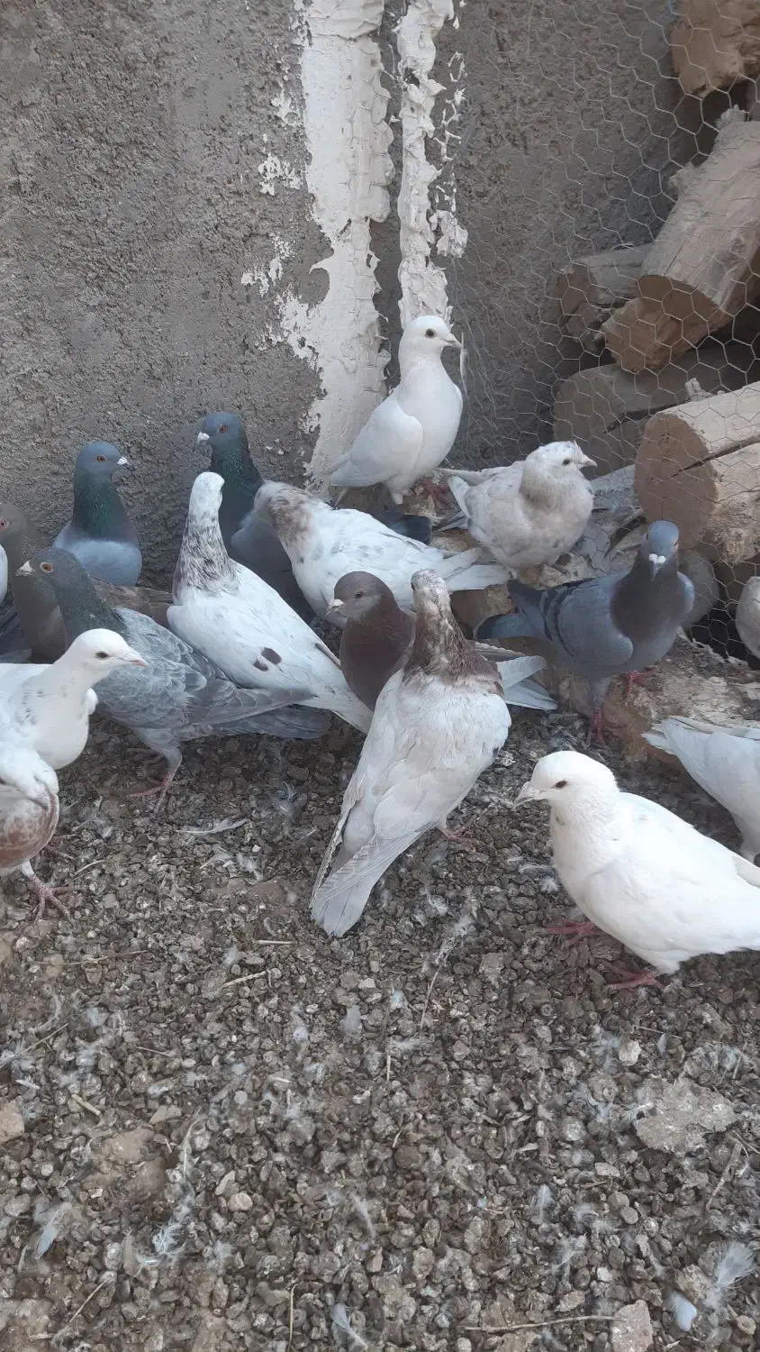 کبوتر هفت رنگ|پرنده|دشتابی, |دیوار