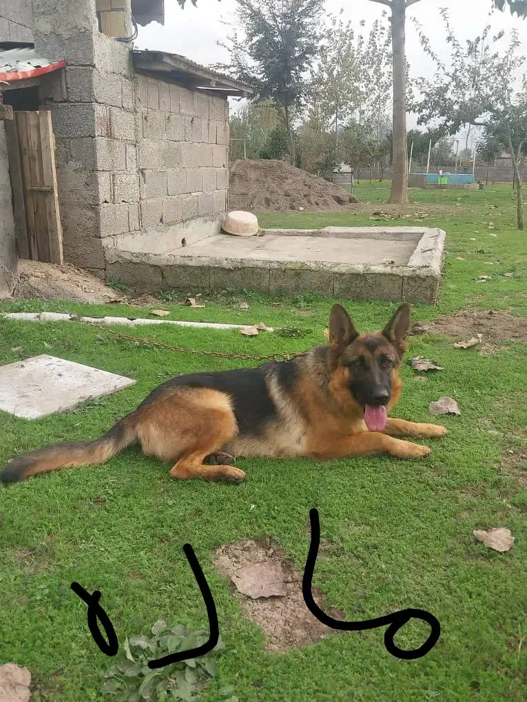 ژرمن.نر۶ماه.ماده ۹ماه|سگ|سنگر, |دیوار