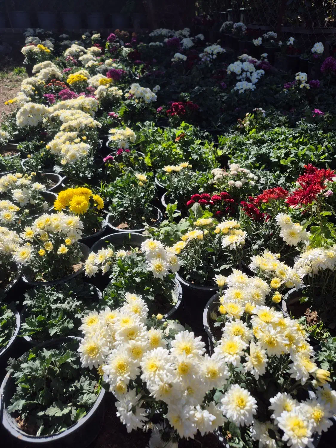 گل داوودی و فصلی *گلخانه من *|گل و گیاه طبیعی|بیرجند, |دیوار