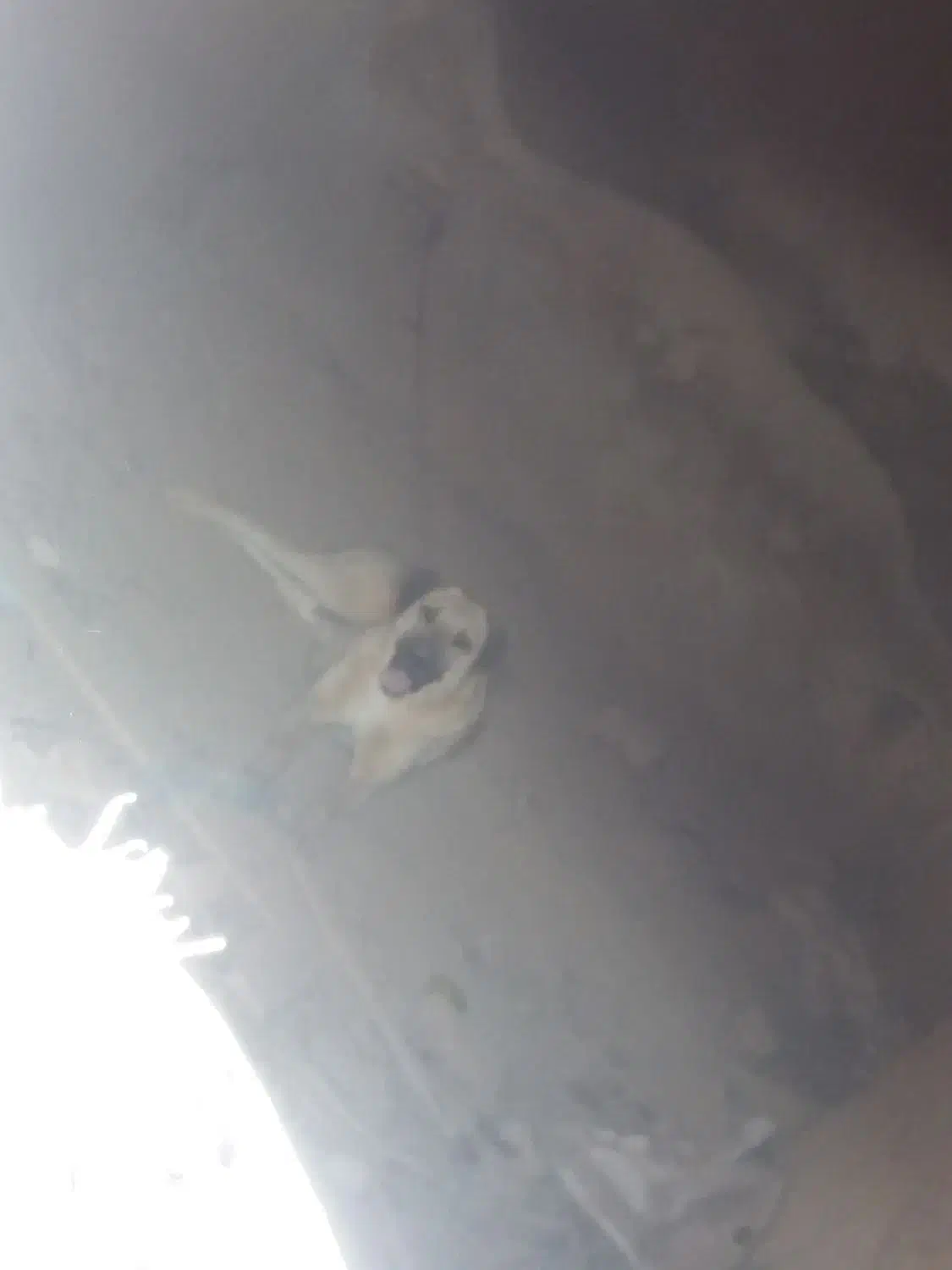 یک ماده پژدر سرابی|سگ|اسفرورین, |دیوار