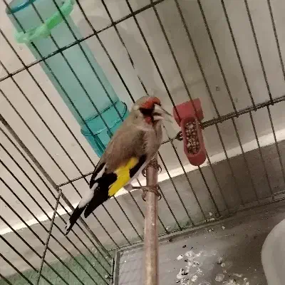 سقا نر کوه هزار|پرنده|کرمان, |دیوار