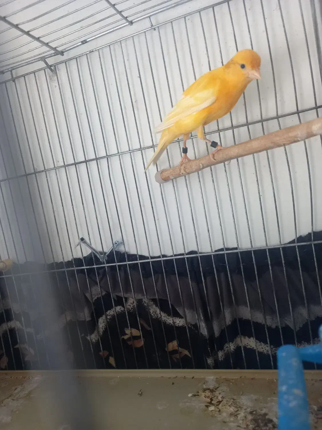 فروش ماده پرتقالی ماده سفید|پرنده|شیراز, کوشک میدان|دیوار