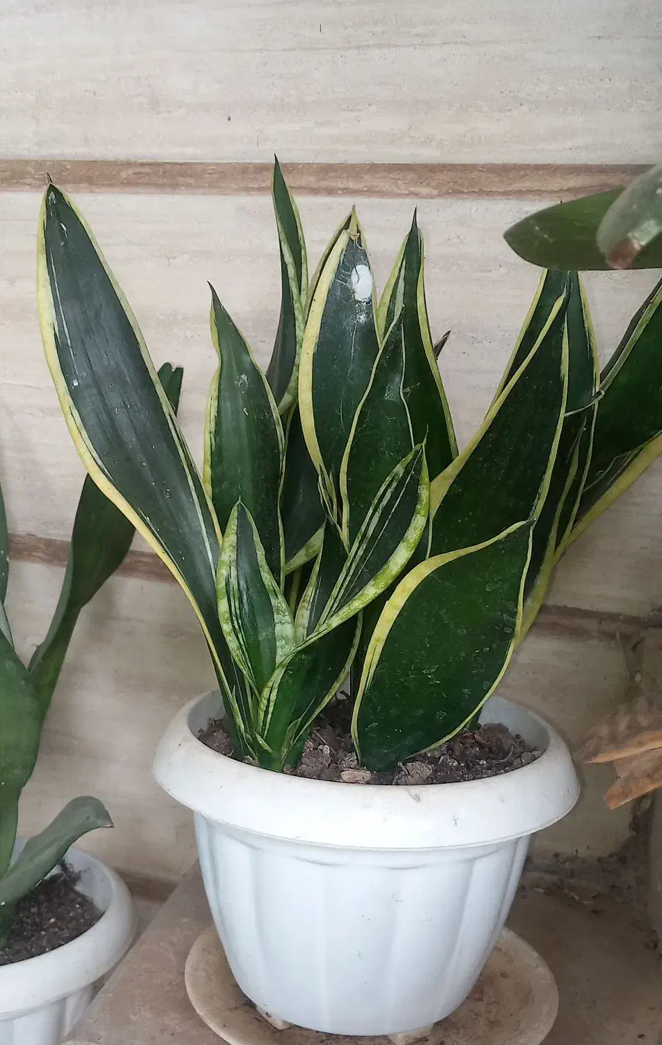 سانسوریا بلک|گل و گیاه طبیعی|ماسال, |دیوار