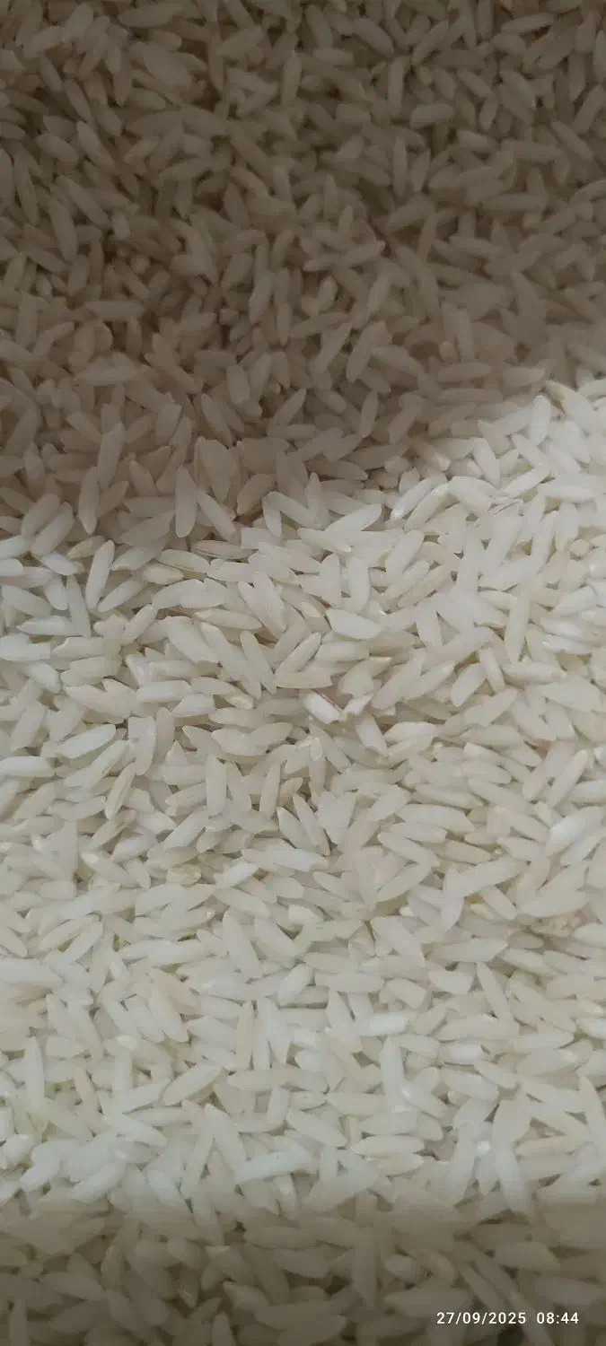 برنج طارم لرستان|خوردنی و آشامیدنی|بندرعباس, |دیوار