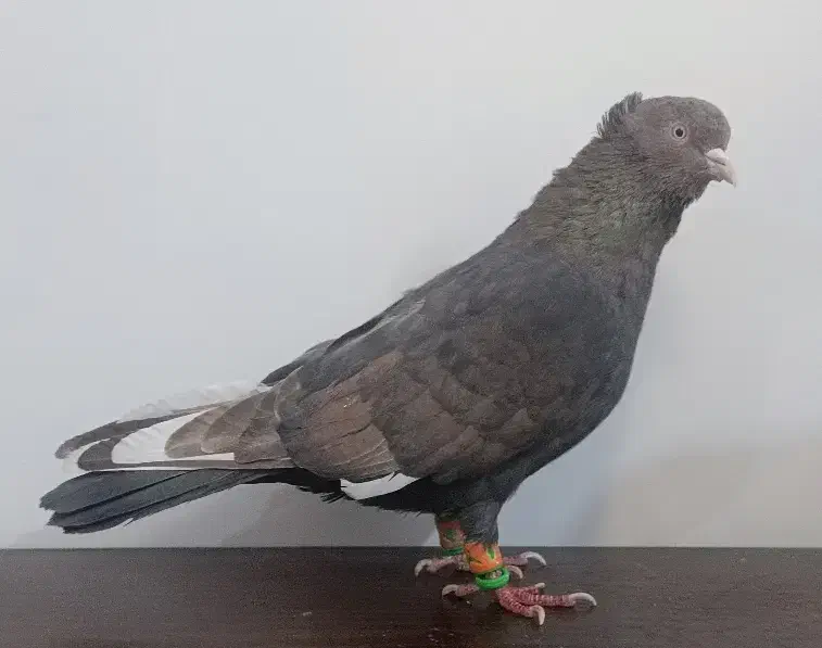 رنگه طوقی سینه|پرنده|مشهد, نوید|دیوار