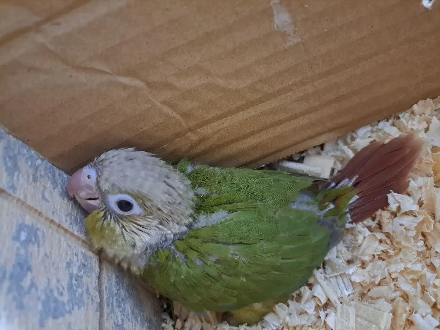 پرنده گم شده گرینچیک|حیوانات|قشم, |دیوار