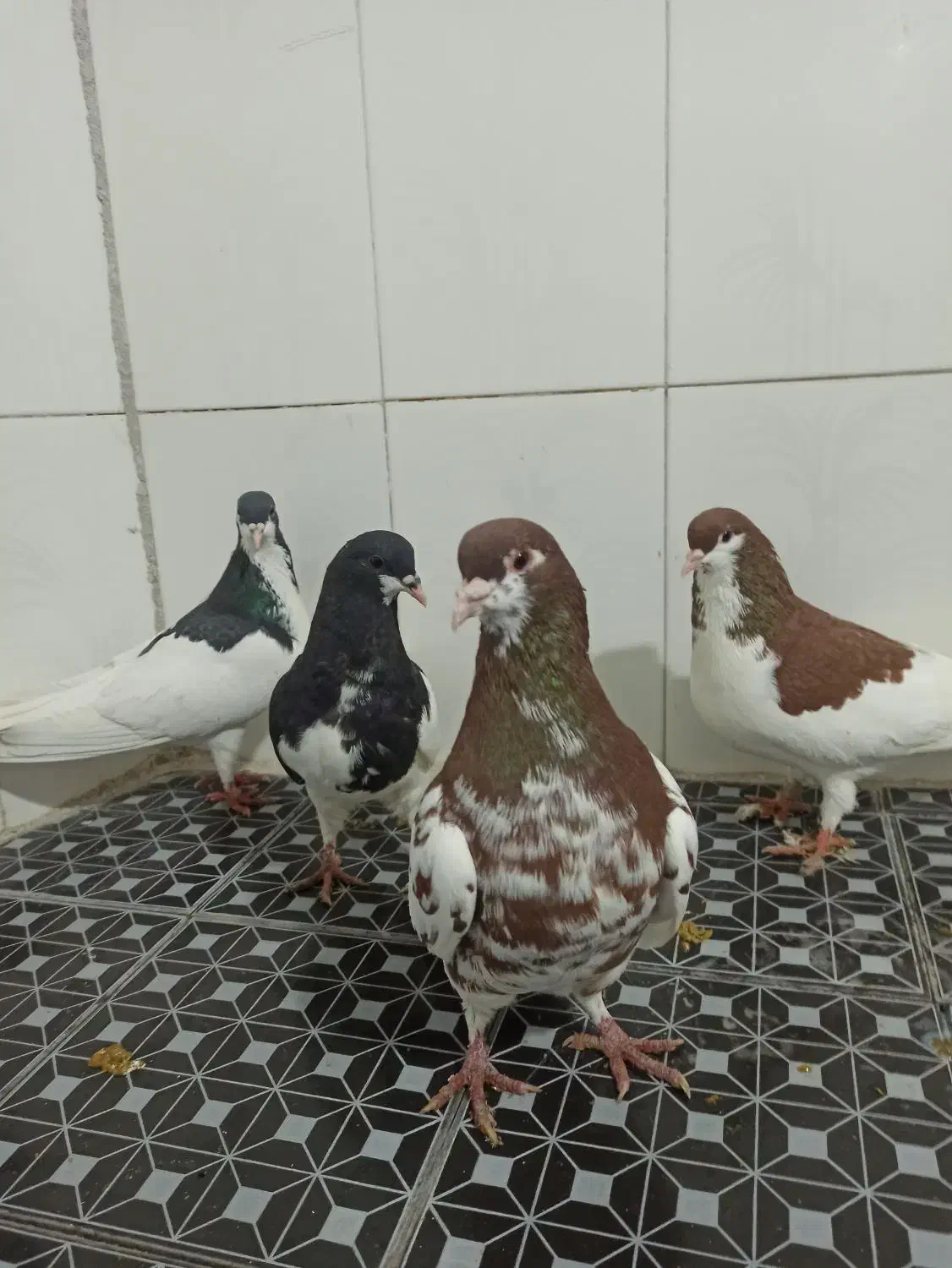 فروش دسته ی رنگی|پرنده|فراشبند, |دیوار