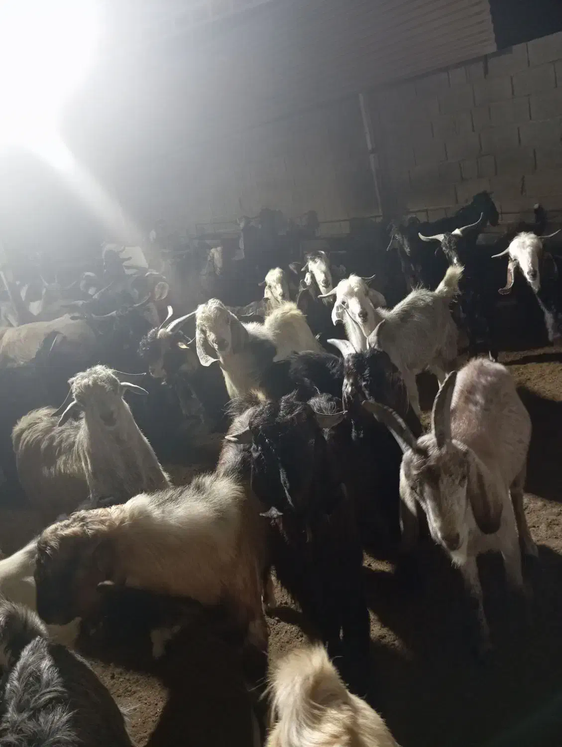 کهره|حیوانات مزرعه|شبانکاره, |دیوار