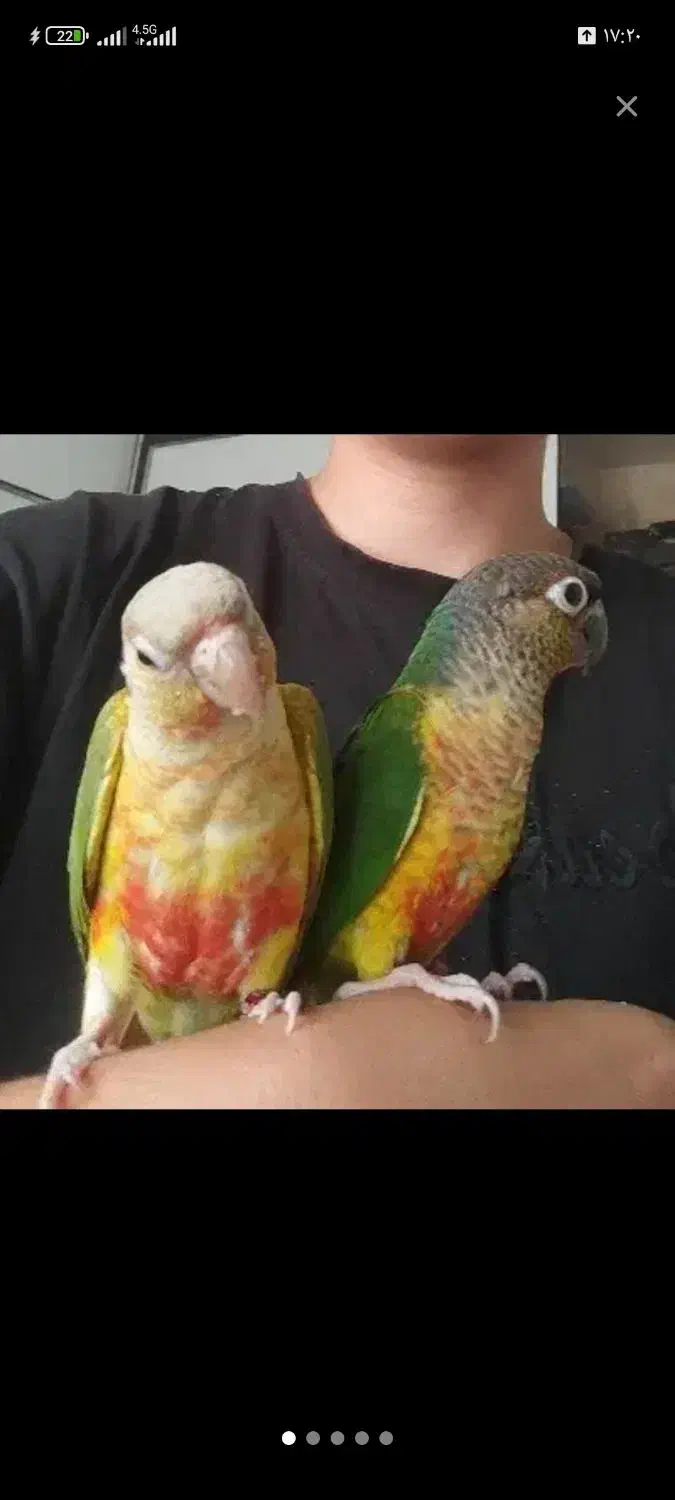 جفت گرینچیک|پرنده|فریدونشهر, |دیوار