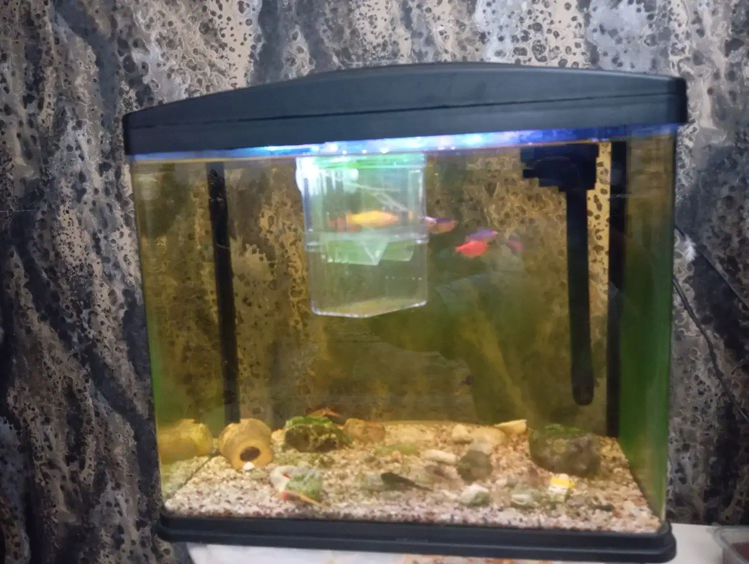 آکواریوم ماهیران|ماهی|تبریز, |دیوار