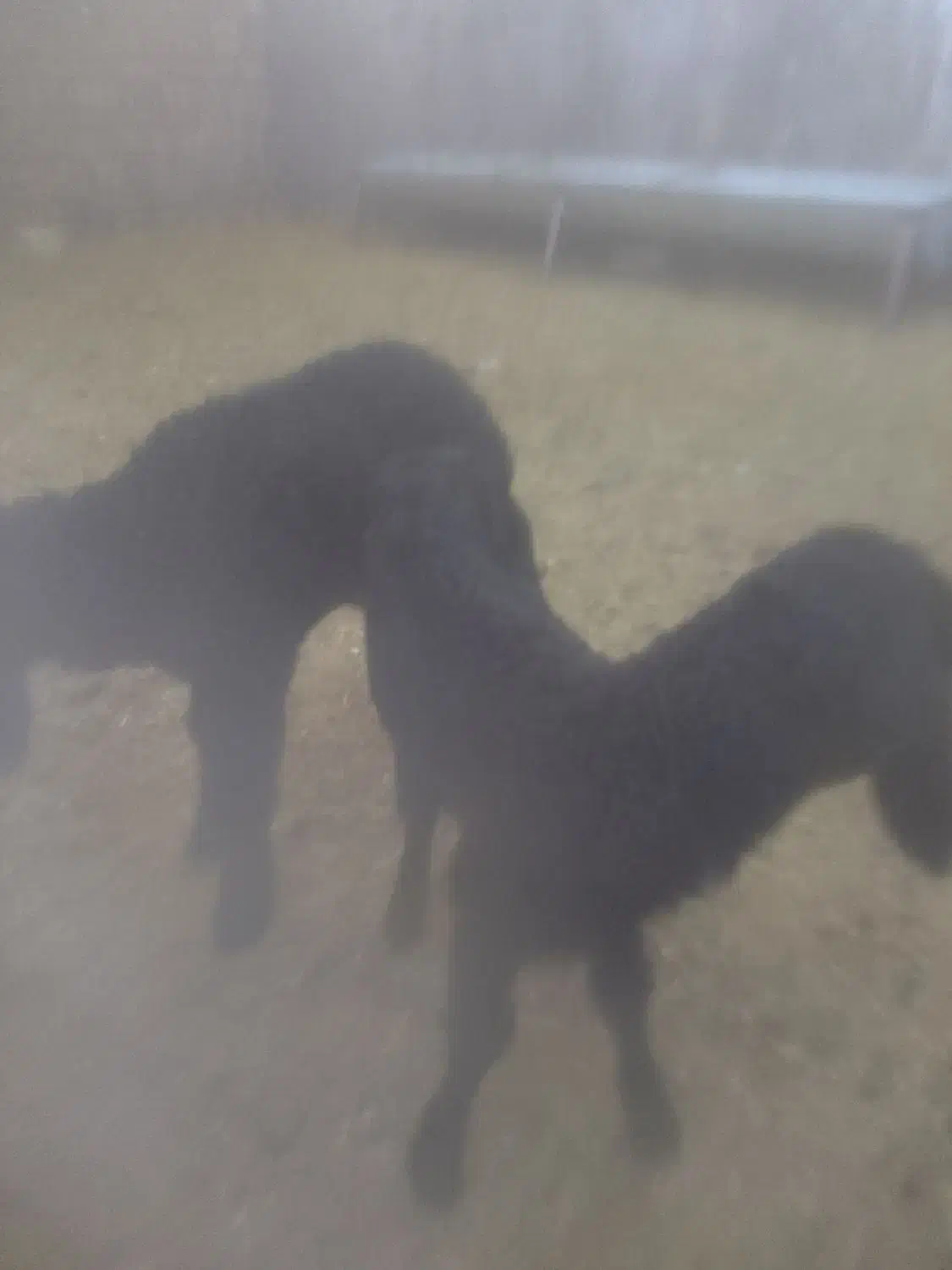 سلام دوعدد بره شیری ماده و یک عدد بز غاله ماده|حیوانات مزرعه|جعفرآباد, |دیوار