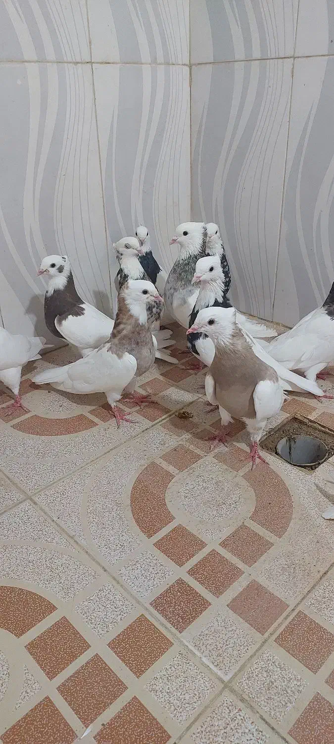 15 تا طوقی|پرنده|بهبهان, |دیوار