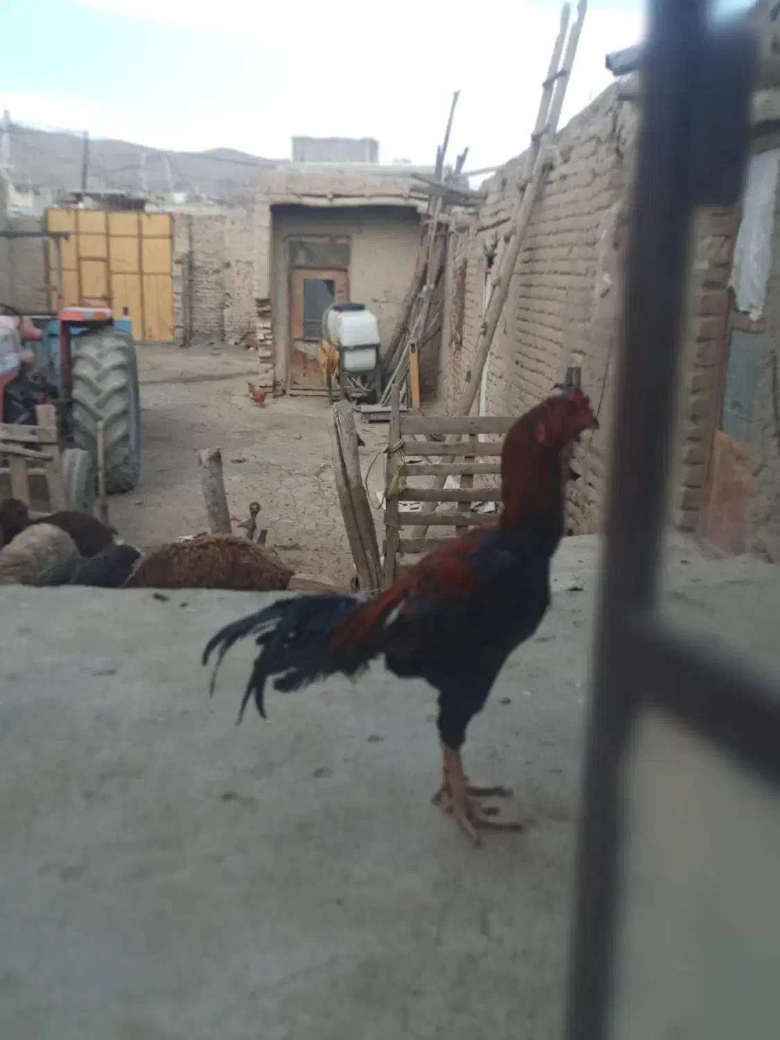 غاز ماده|حیوانات مزرعه|سامن, |دیوار