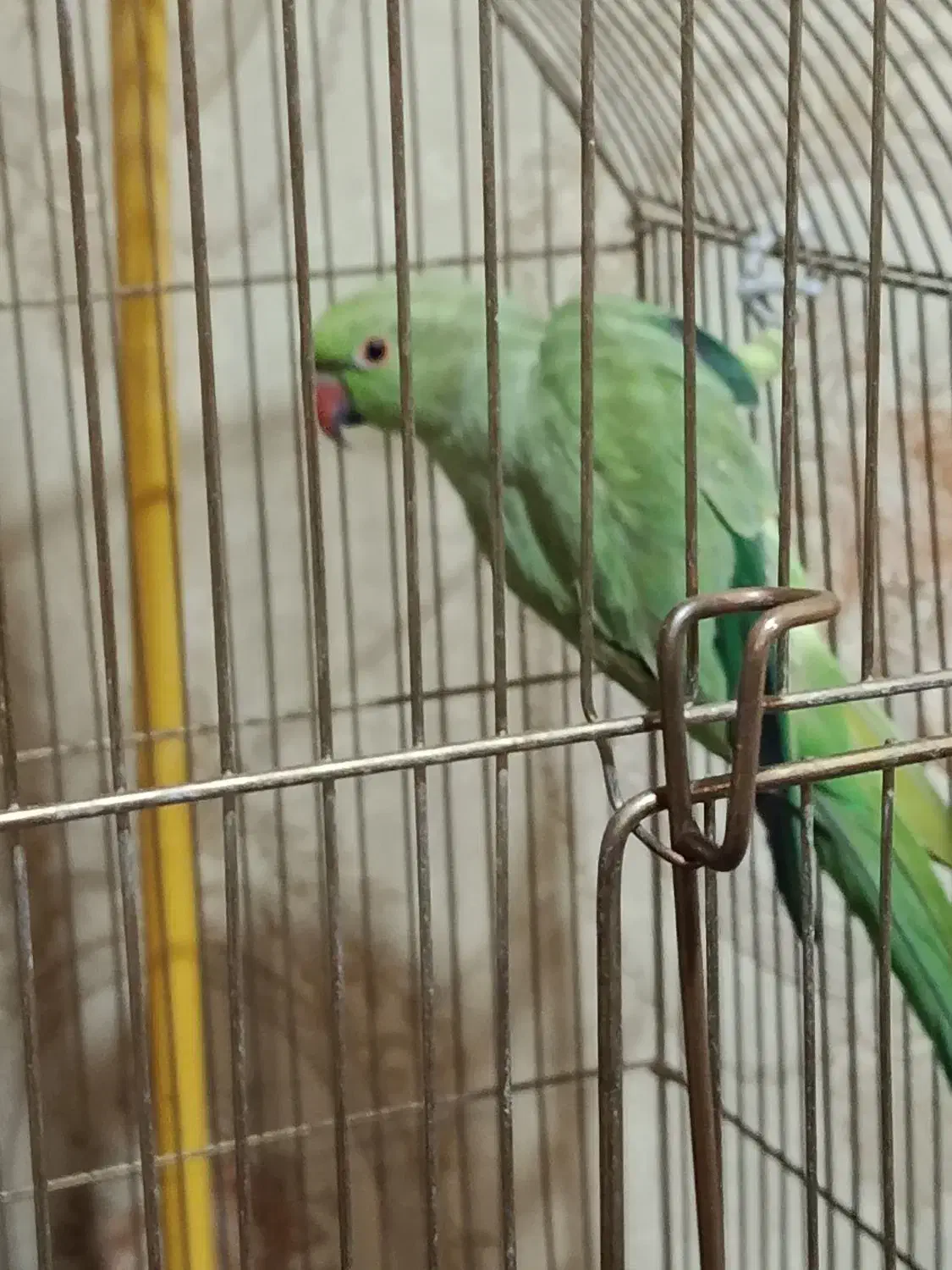 طوطی ملنگو|پرنده|شیراز, کوی زهرا|دیوار