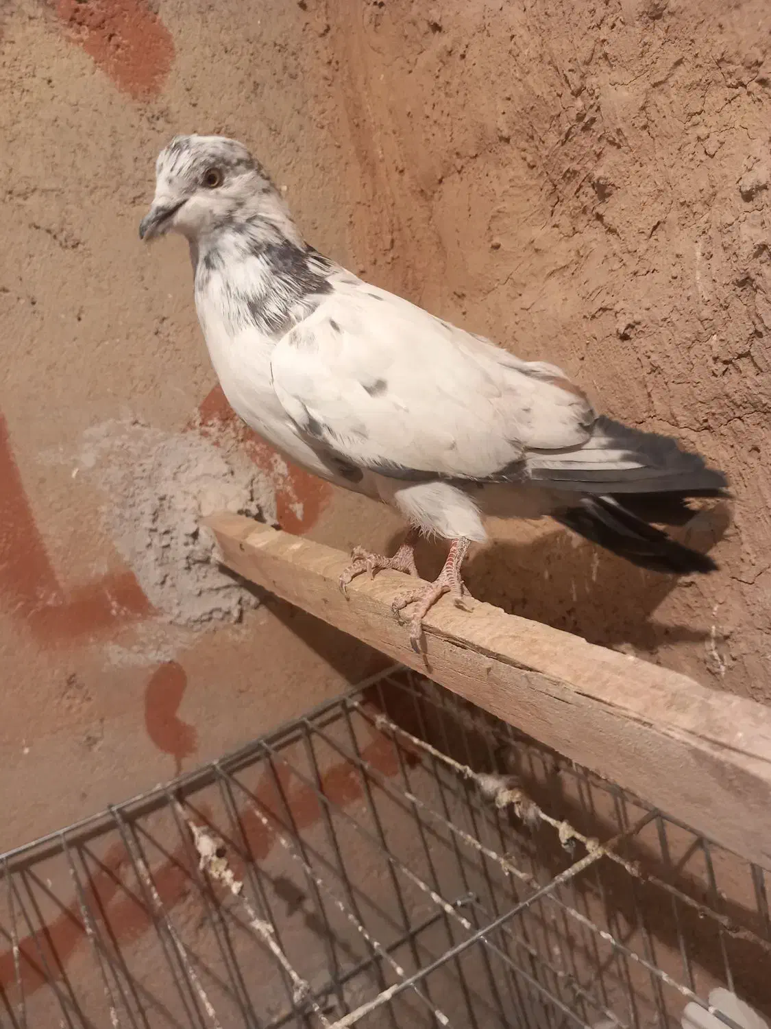 کبوتر|پرنده|سجاس رود, |دیوار