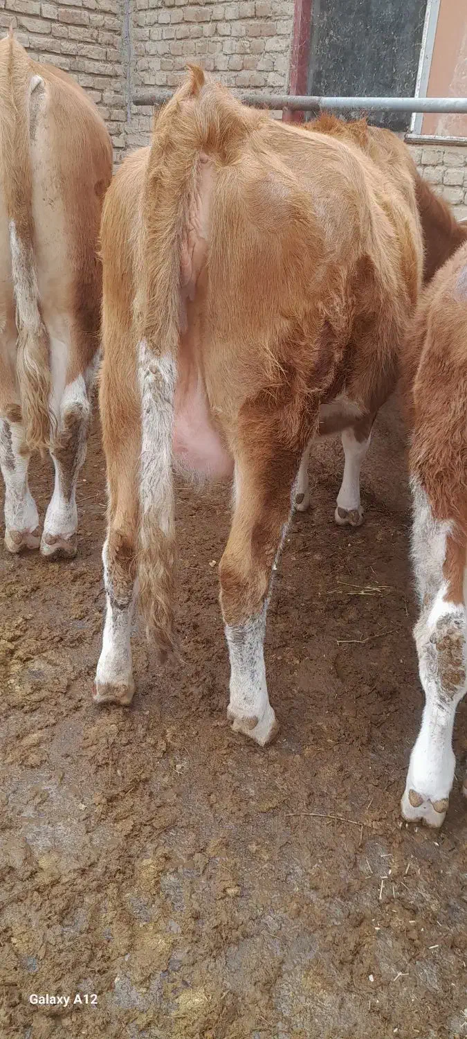 فروش تلیسه شکم اول|حیوانات مزرعه|میاندوآب, |دیوار