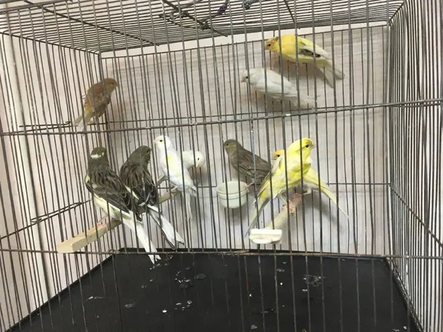 قناری ماده مست مست|پرنده|ری, علایین|دیوار