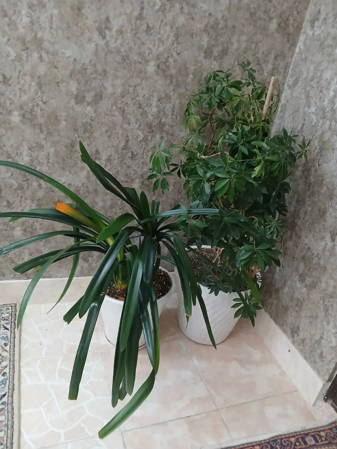 گلدان و گل طبیعی|گل و گیاه طبیعی|ملایر, |دیوار