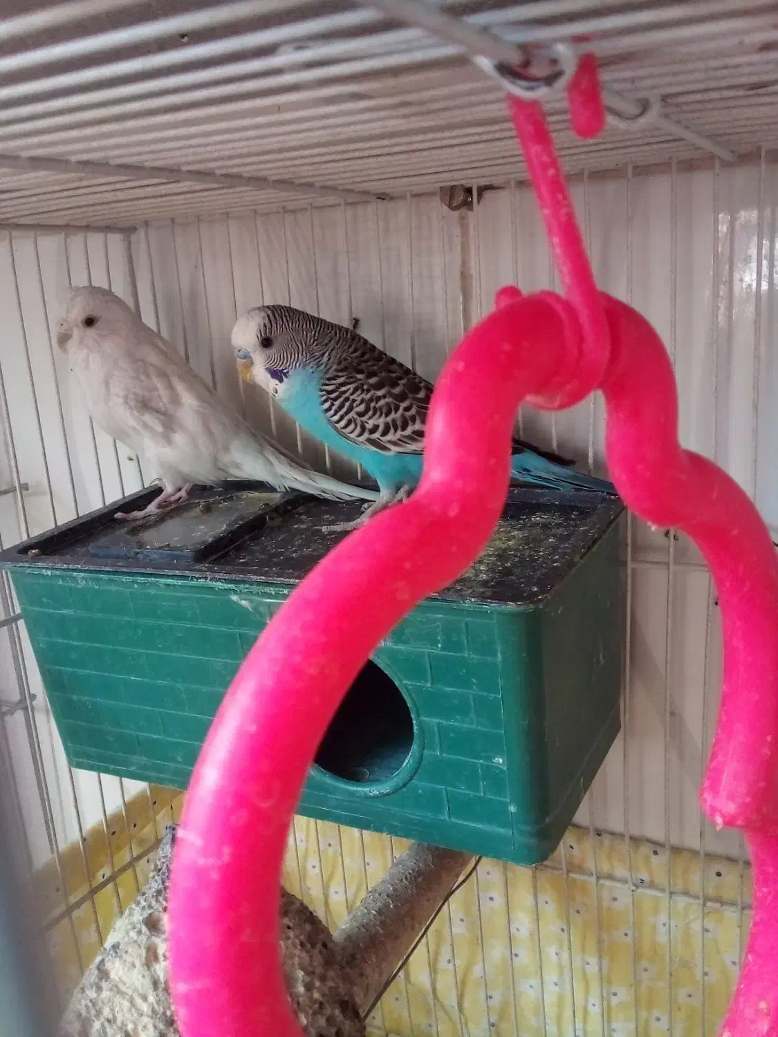 باسلام فروش یامعاوضه جفت مرغ عشق باجفت فنچ مولد|پرنده|بیرجند, |دیوار