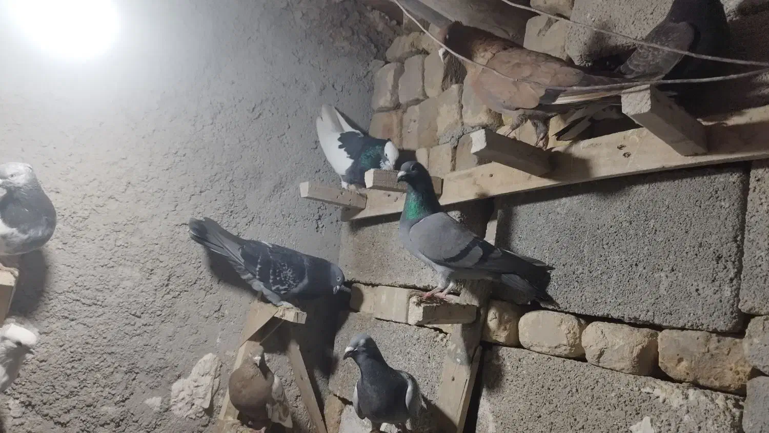 کفتر بهبونی|پرنده|مرودشت, ژیان|دیوار