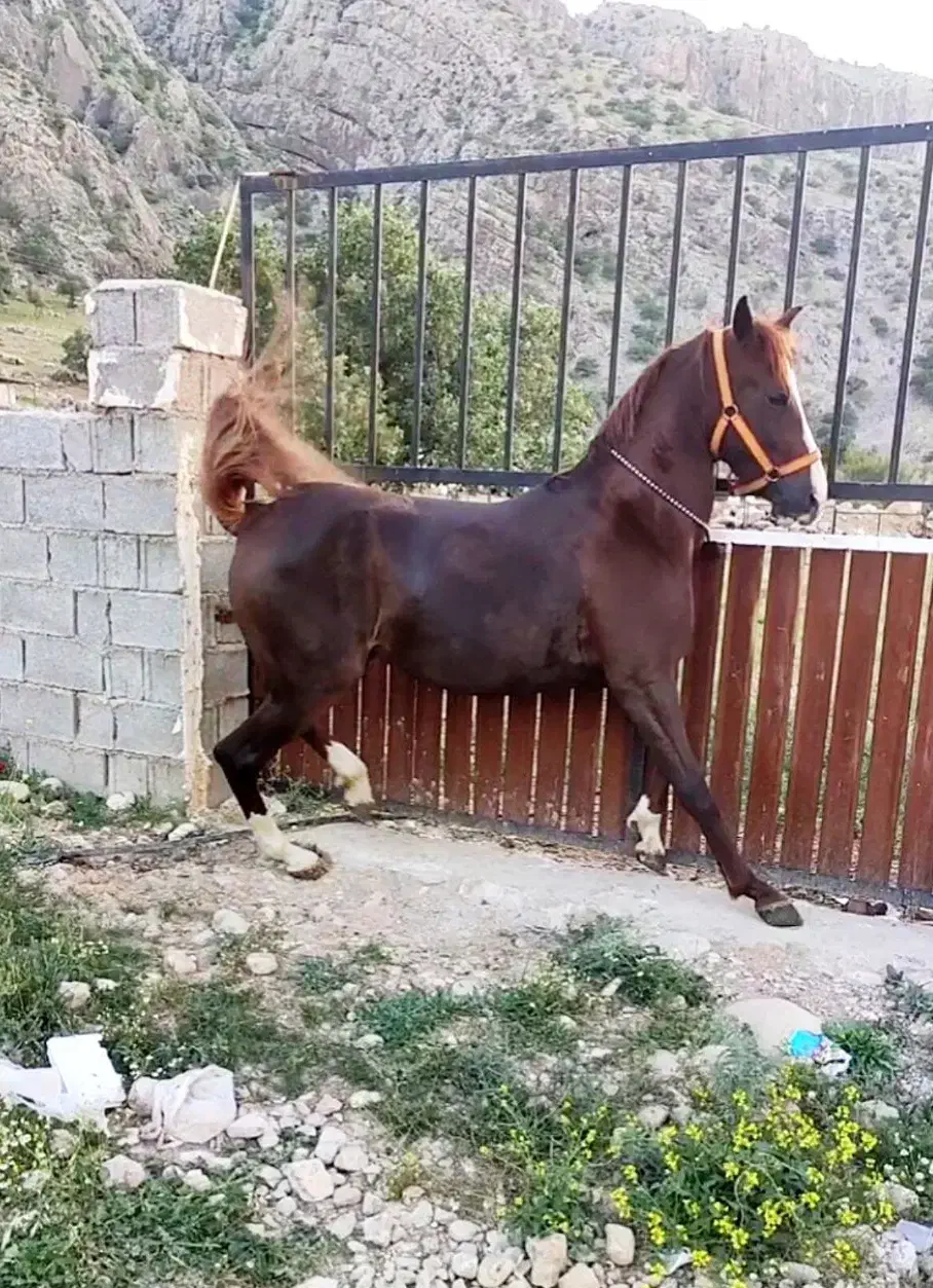 مادیان سواری دار جنگی همراه با کره هردو شجره قوی|اسب و تجهیزات اسبسواری|شیراز, گویم|دیوار